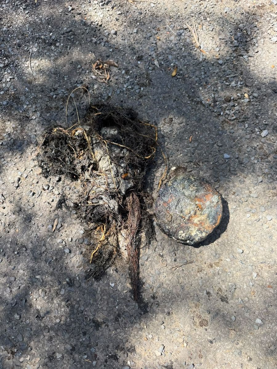 Tree roots and wipes pulled out of a blocked drain